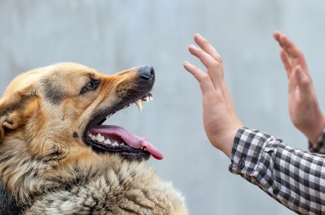 Angry dog prepares to attack